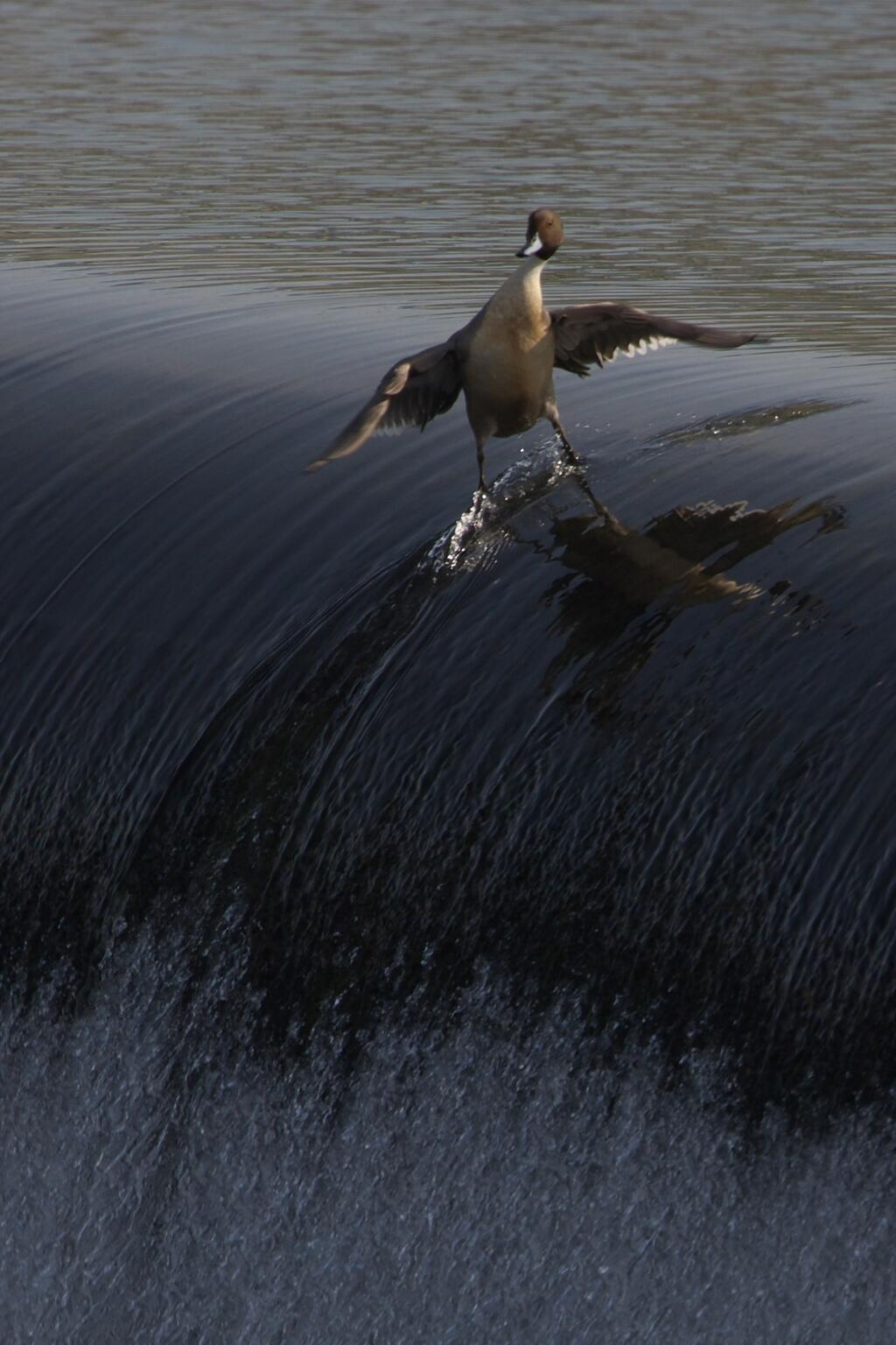 Mighty Duck!