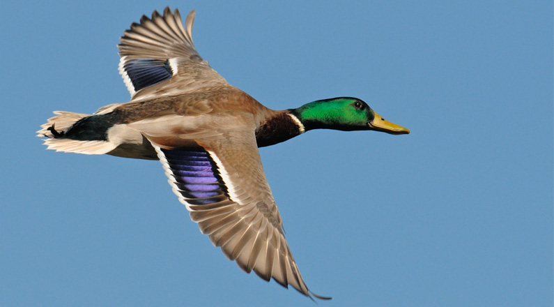 colvert